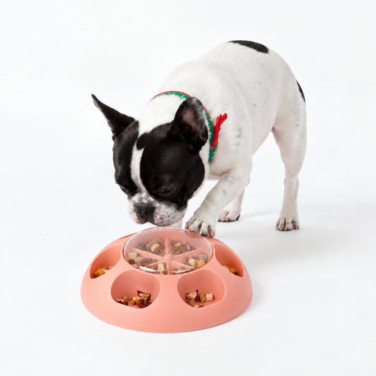 French Bulldog using NEXORA Puzzle Feeder